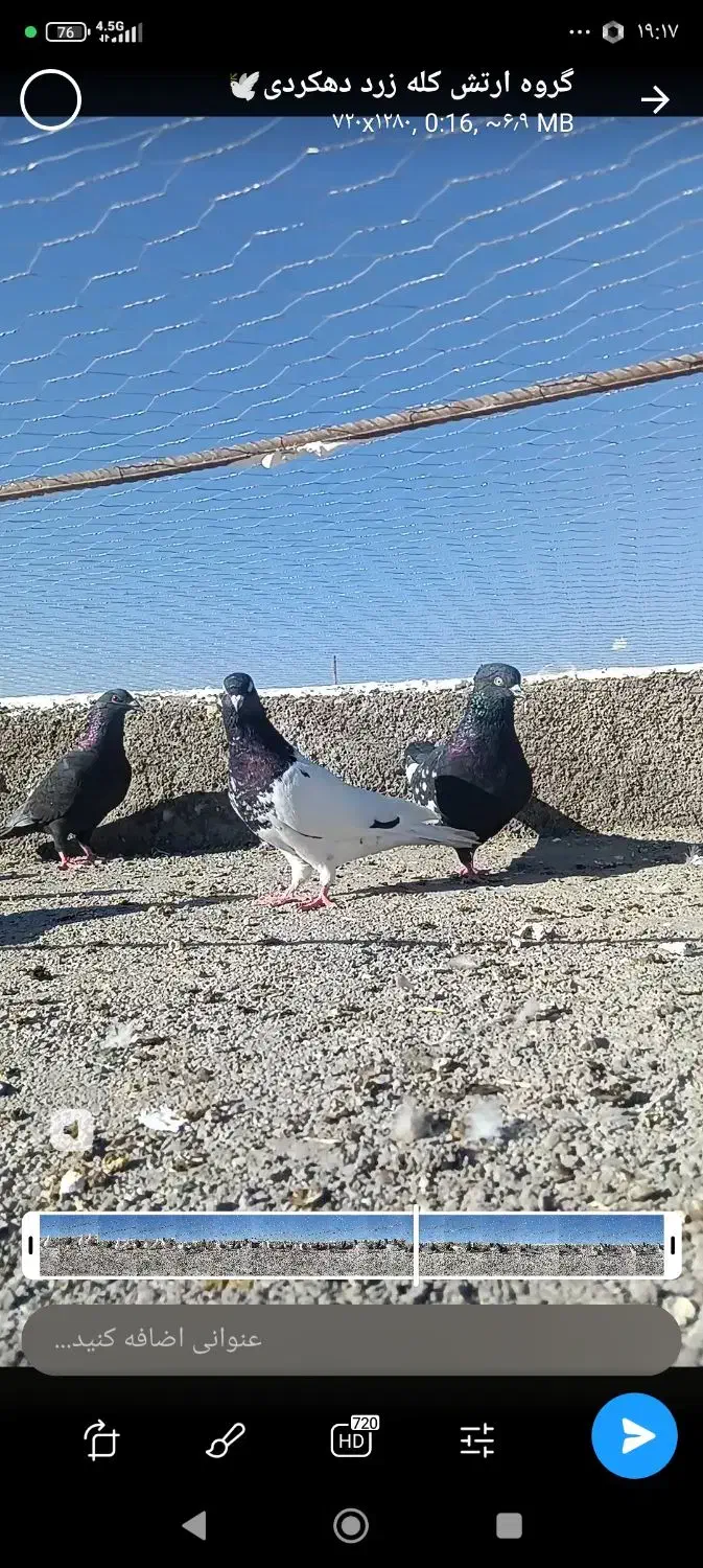 دوستان کبوترهای توی فیلم دیشب گربه زده همه گم شدن|حیوانات|تربت جام, معدآباد|دیوار