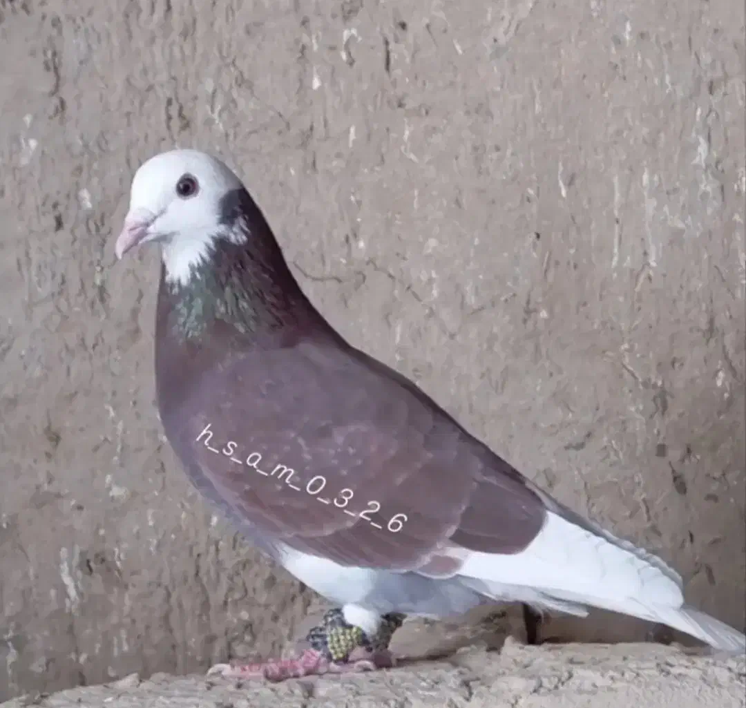 کبوتر|پرنده|سراوان, |دیوار