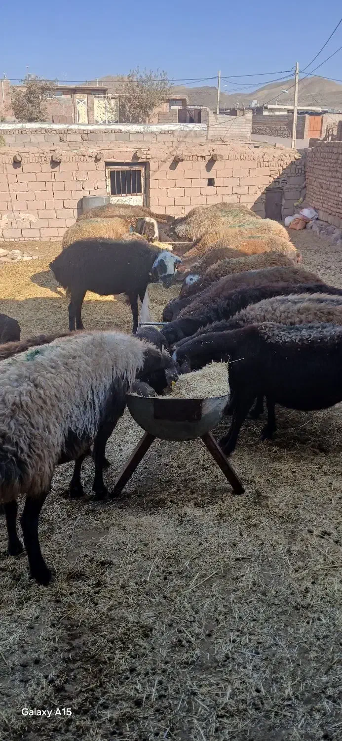 میش|حیوانات مزرعه|شامکان, |دیوار