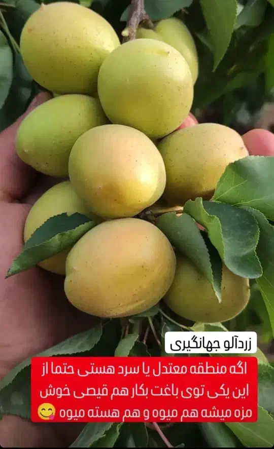 از نهالستان زرینه تا زمین شما بدون واسه نهال|خدمات باغبانی و درختکاری|مرودشت, محمد آباد|دیوار