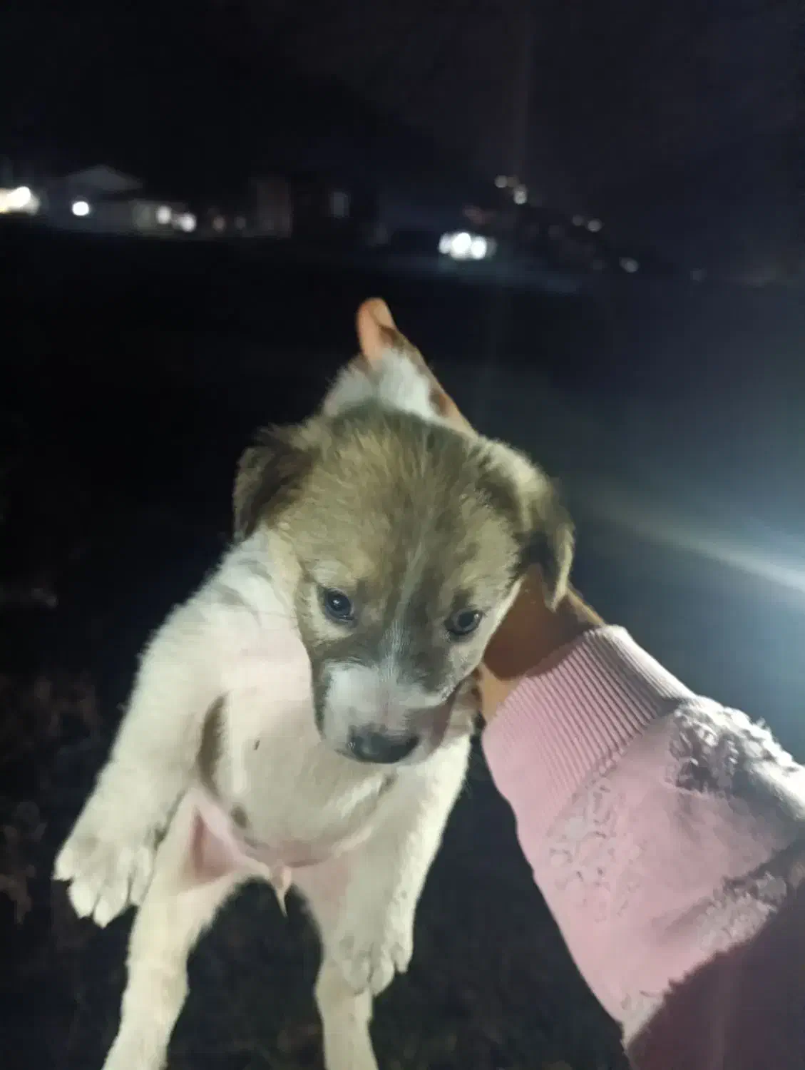 توله سرابی|سگ|اسالم, |دیوار