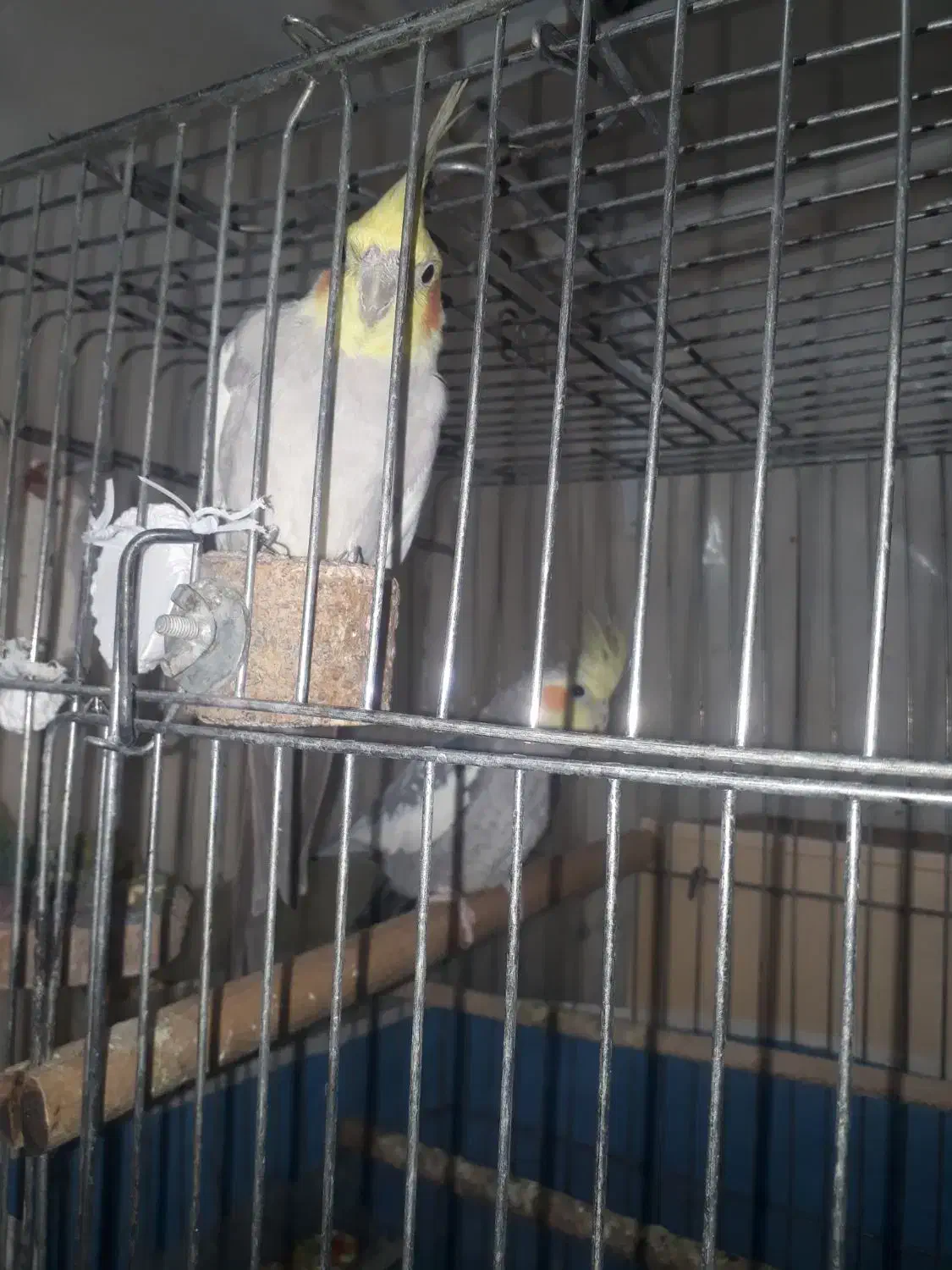 فروش دو عدد عروس نر|پرنده|دوگنبدان, |دیوار