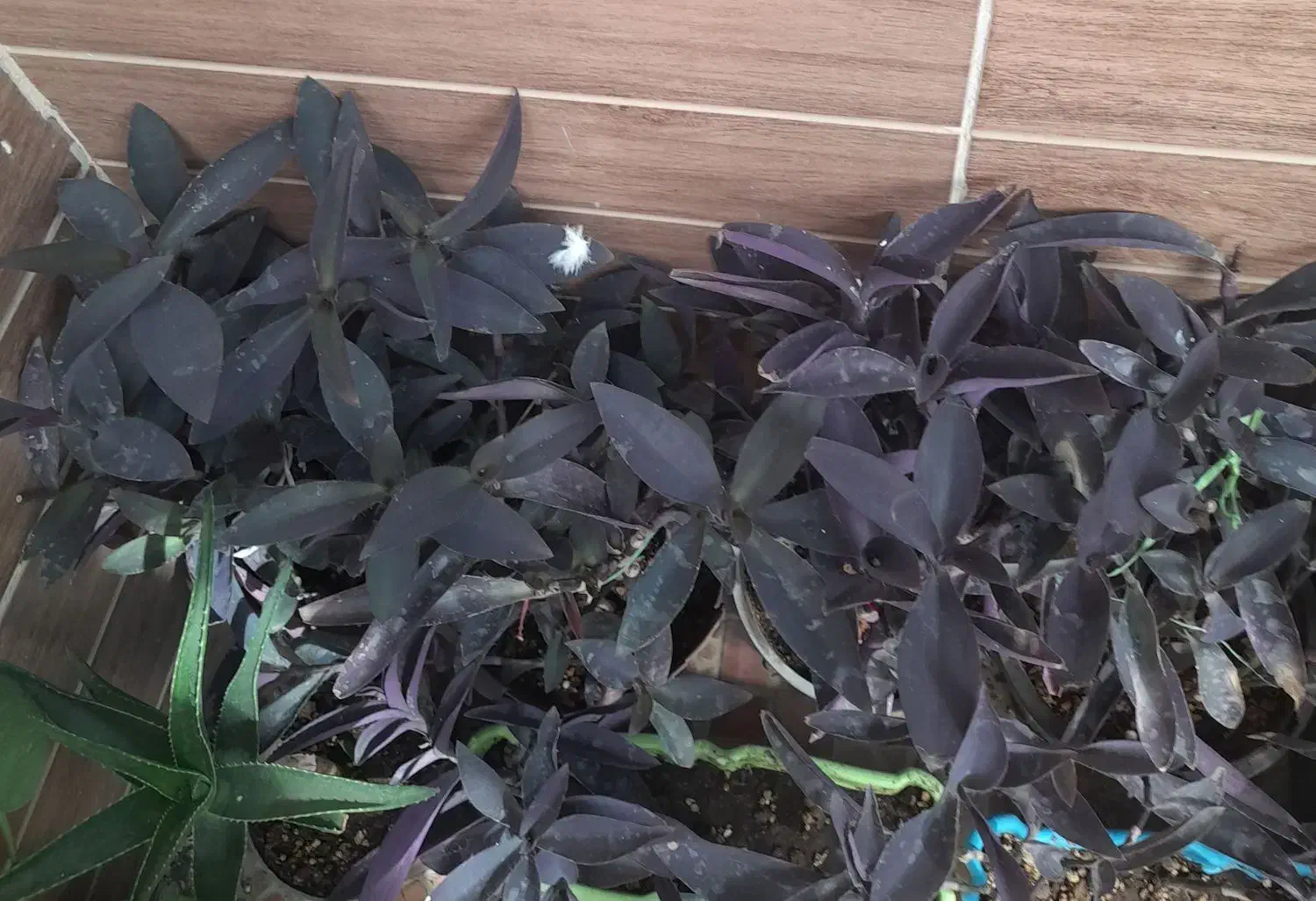 پ کلاغی گل|گل مصنوعی|یزد, |دیوار