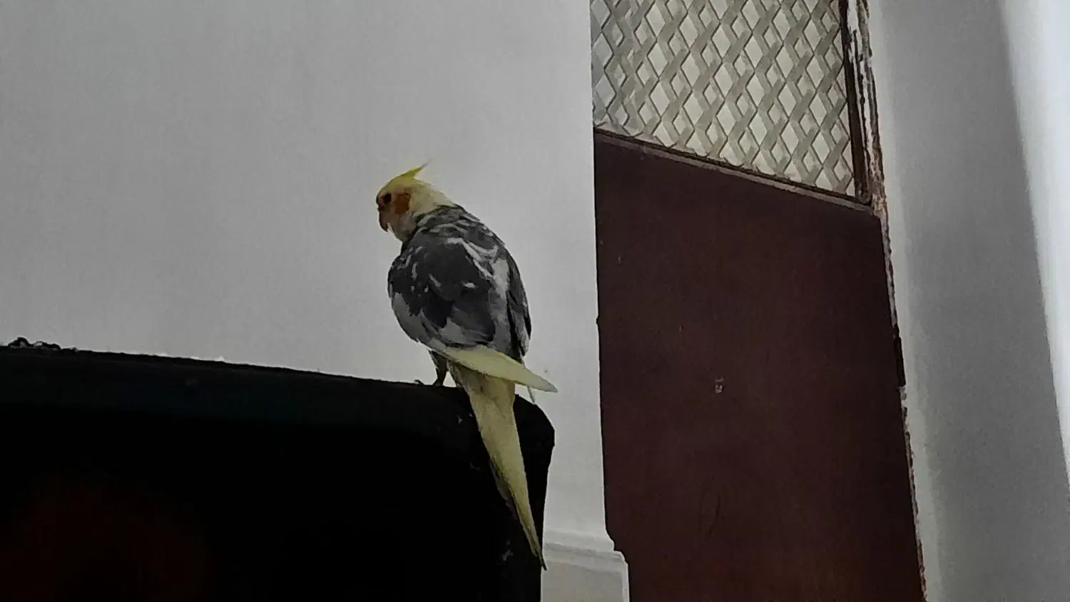 گمشده فراری|حیوانات|میناب, |دیوار