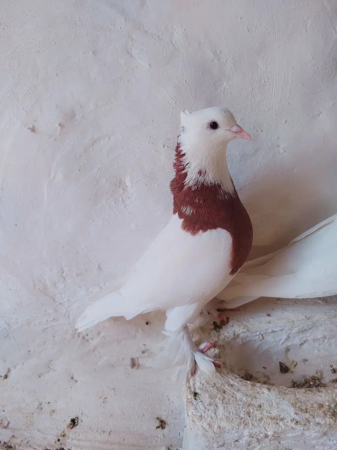 کبوتر معاوضه با ماده پلاکی گاهک|پرنده|نورآباد ممسنی, |دیوار