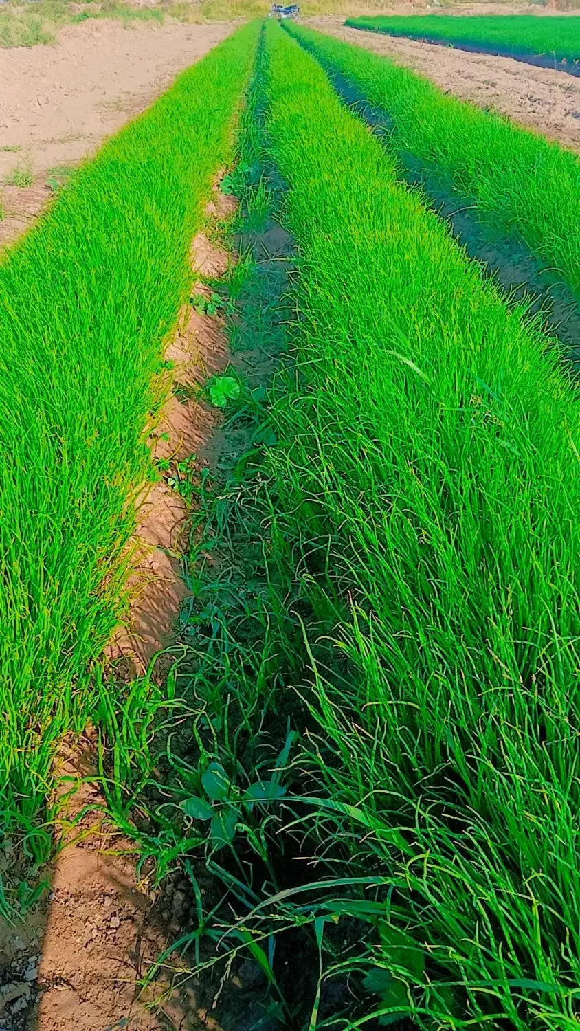 نهال پیاز راتاپاکتی|گل و گیاه طبیعی|جیرفت, |دیوار