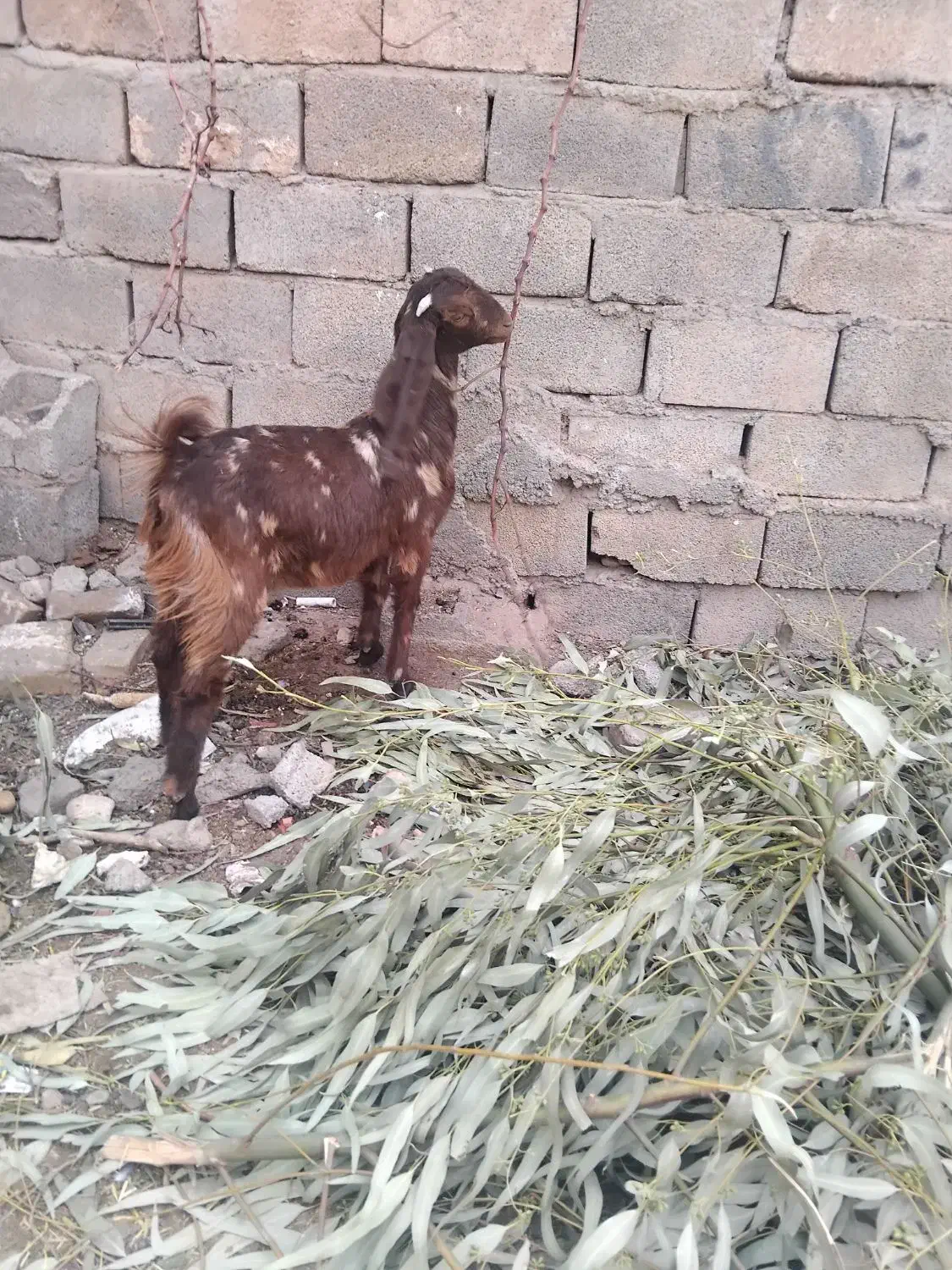 فروش گوسفند دوقلوزا|حیوانات مزرعه|کرمان, |دیوار