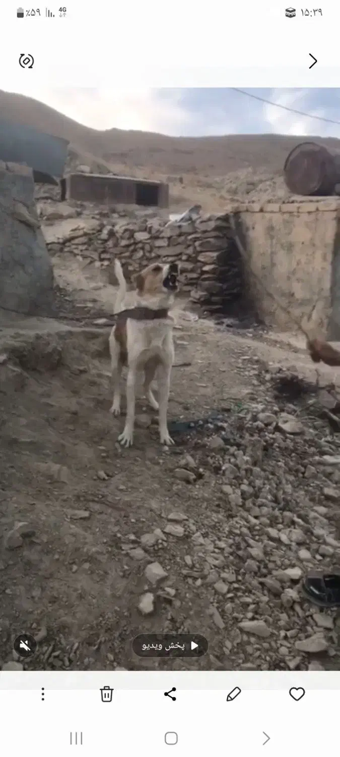 سگ فروشی برا نگهبانی|سگ|الیگودرز, |دیوار