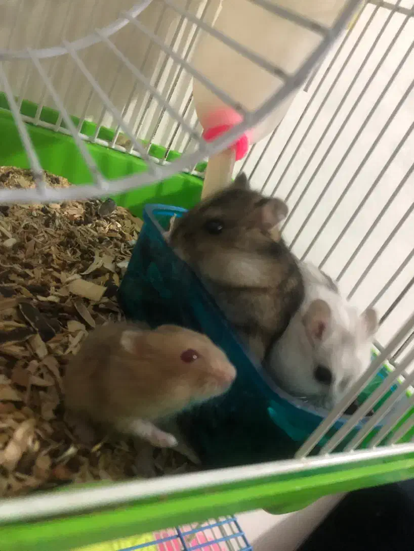 همستر کمپل|موش و خرگوش|تهران, سبلان (لشگر)|دیوار