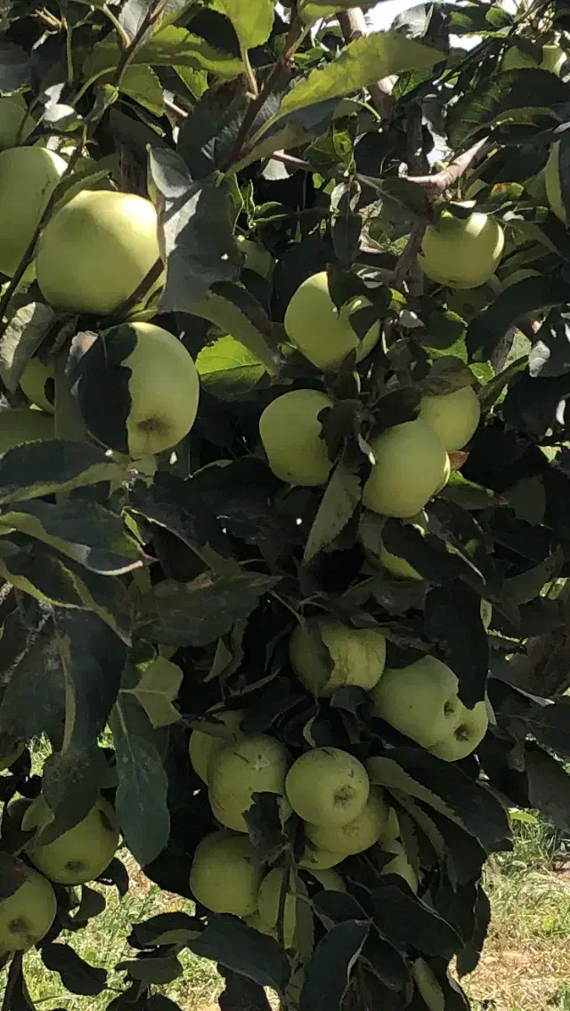 فروش زمین در آبگرم قزوین|فروش زمین و ملک کلنگی|آبگرم, |دیوار