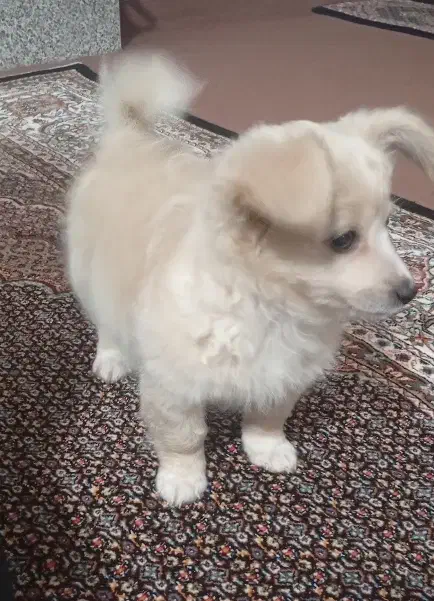 سگ پامرین|سگ|جلفا, |دیوار