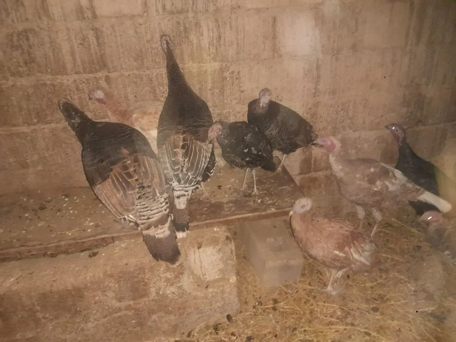 بوقلمون|حیوانات مزرعه|راور, |دیوار