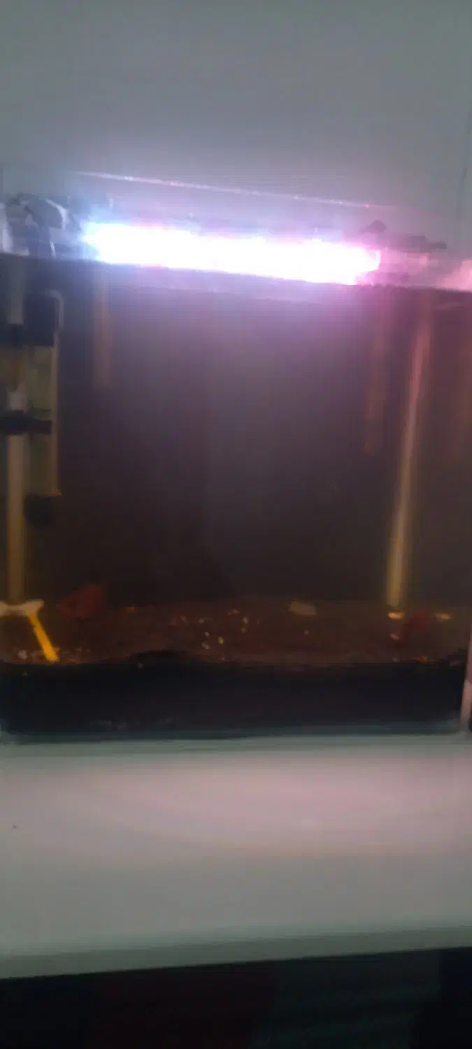 آکواریوم و ماهی|ماهی|نقده, |دیوار