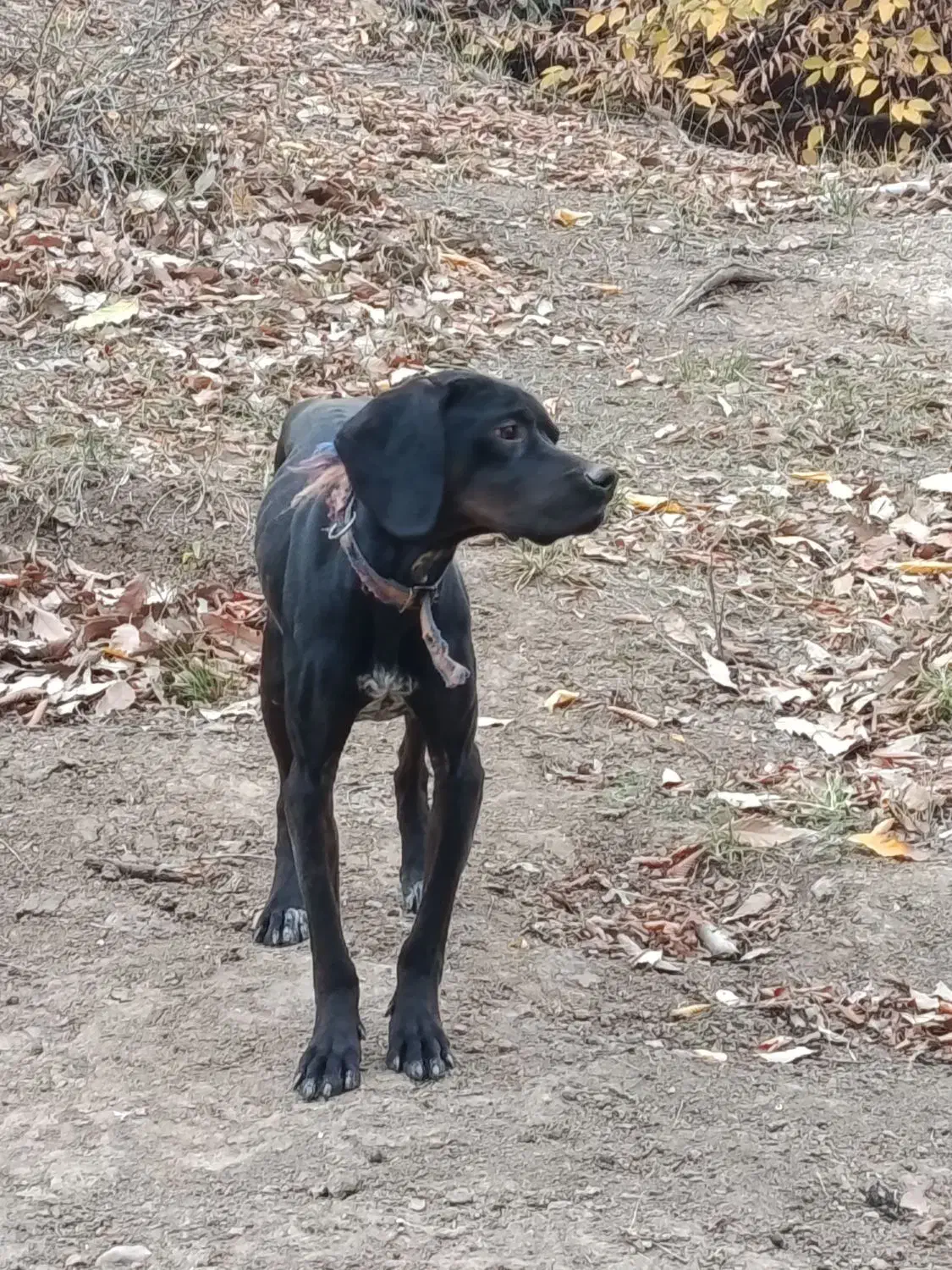 توله انگلیس المان|سگ|مینودشت, |دیوار