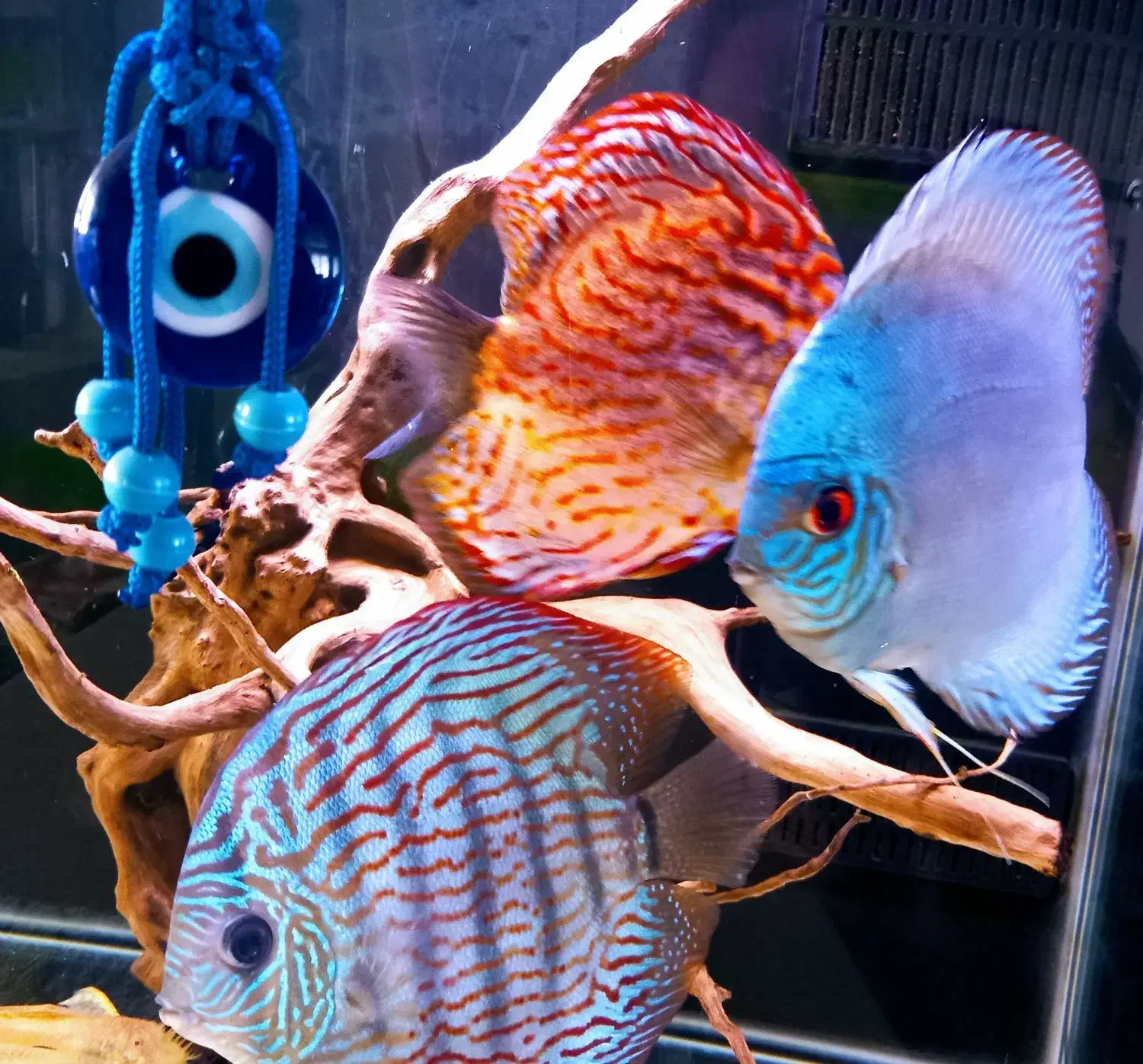 ماهی دیسکس سایز بزرگ، سالم و سرحال  قیمت مناسب|ماهی|تبریز, |دیوار