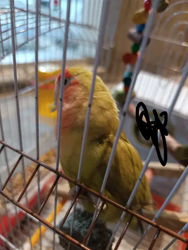 طوطی برزیلی|پرنده|اسلامآباد غرب, |دیوار