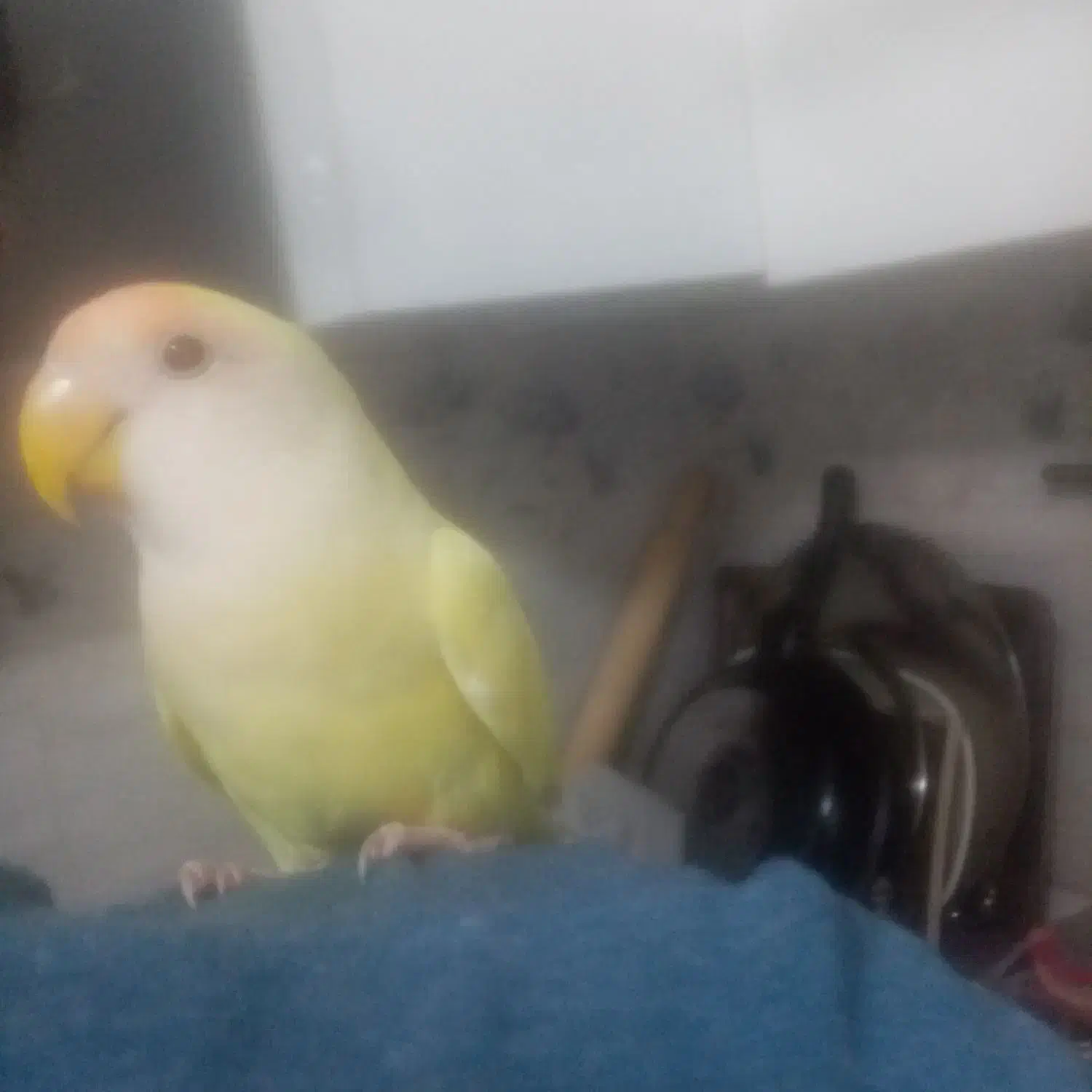 کوتوله برزیلی دستی معاوضه یا فروش|پرنده|بندرعباس, |دیوار