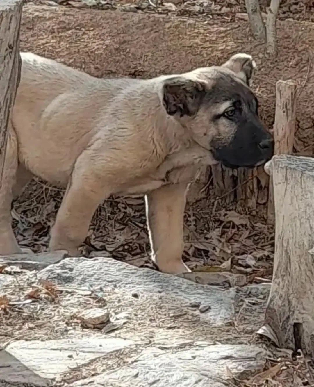 توله سرابی|سگ|بروجرد, |دیوار