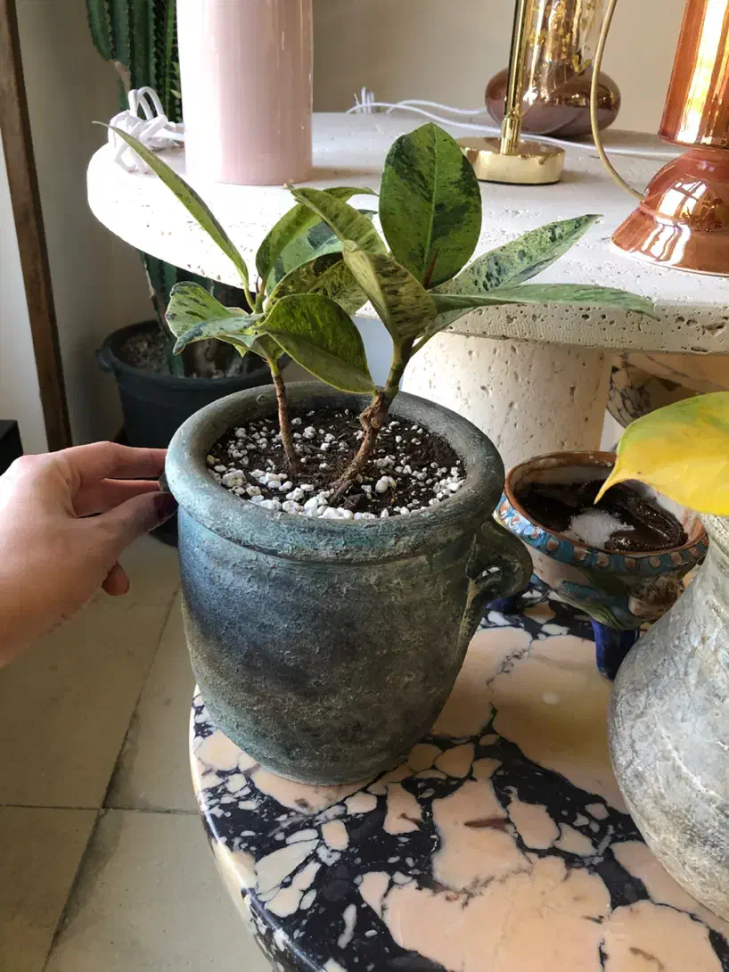 گل هدیه|گل و گیاه طبیعی|لواسان, |دیوار