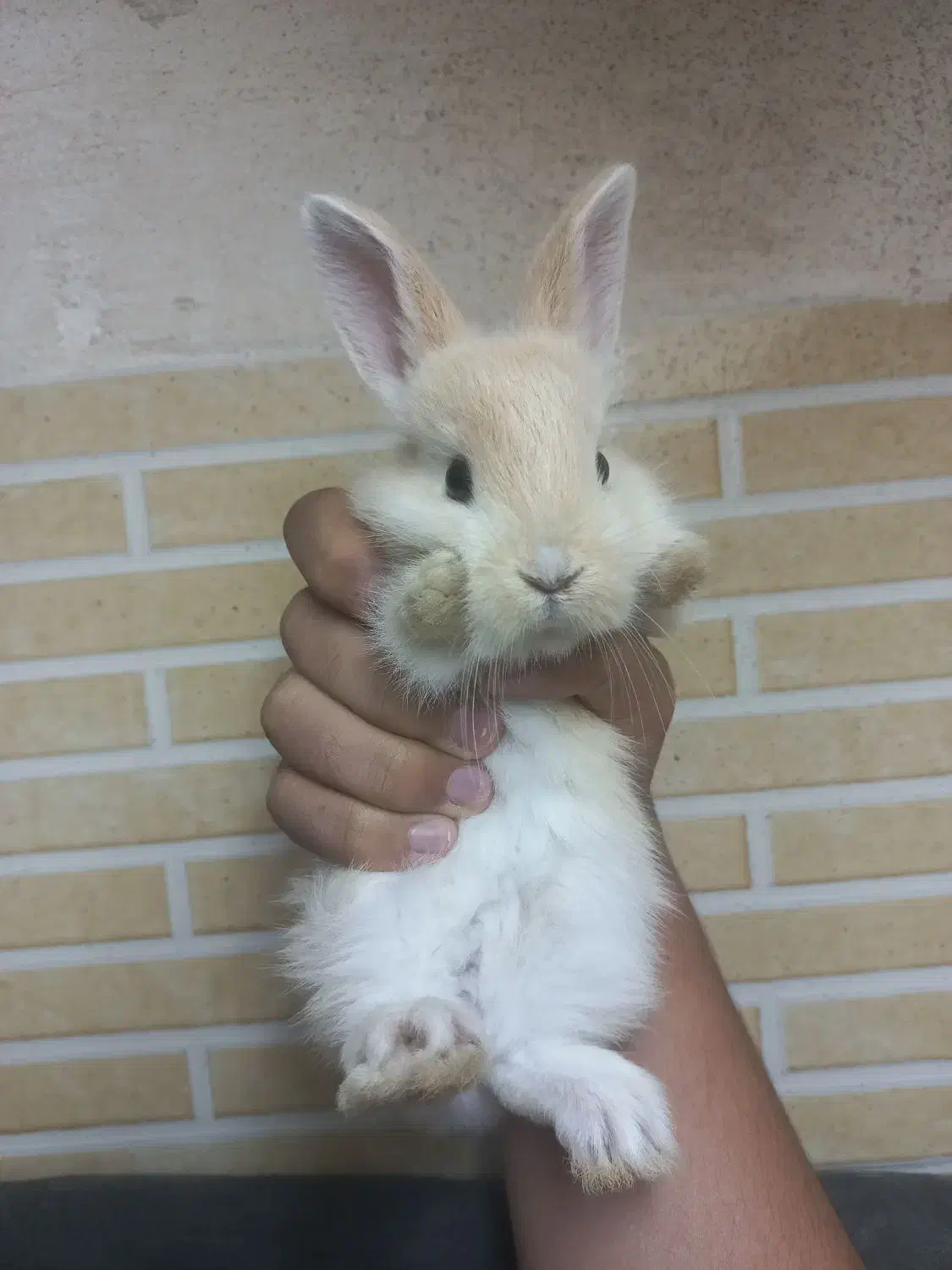 خرگوش ۲۵ روزه|موش و خرگوش|کردکوی, |دیوار