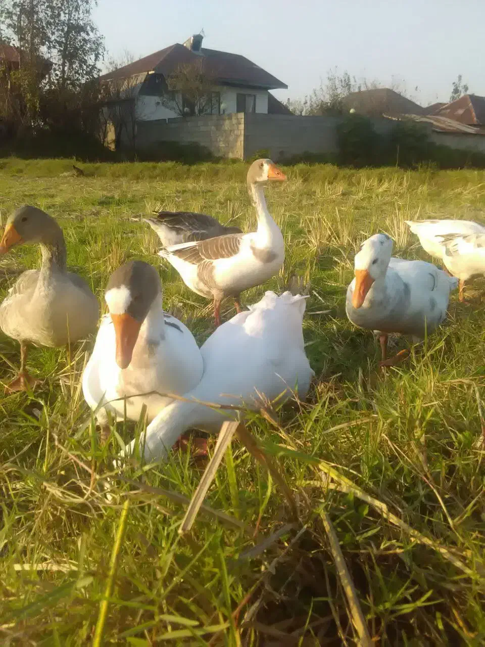 ۹عدد غاز|حیوانات مزرعه|رشت, پاستوریزه|دیوار