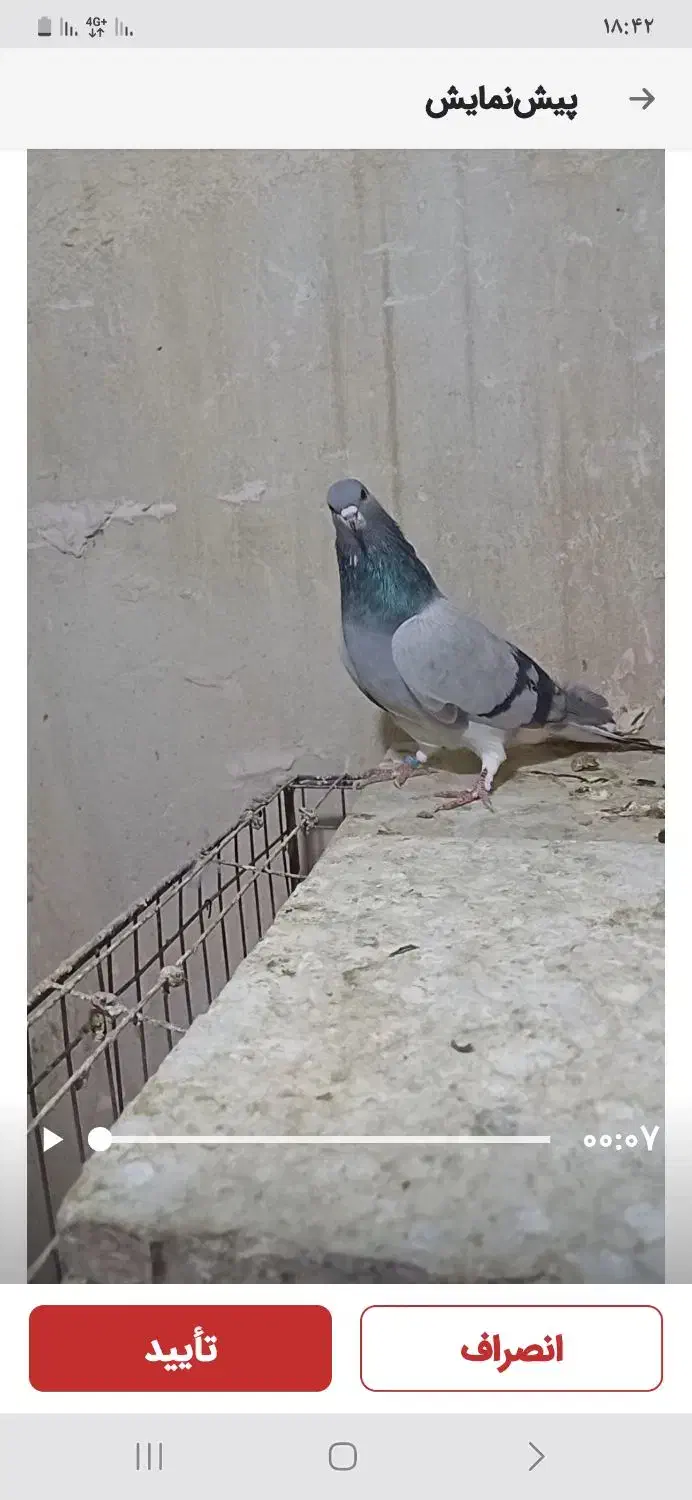 نرو ماده خرقه|پرنده|برخوار, |دیوار