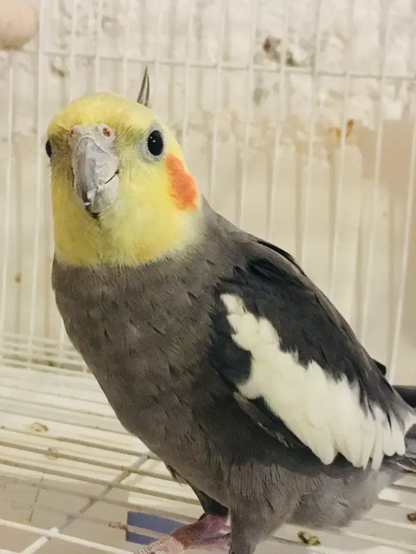 عروس هلندی نر آهویی رام و سخنگو|پرنده|ساری, |دیوار