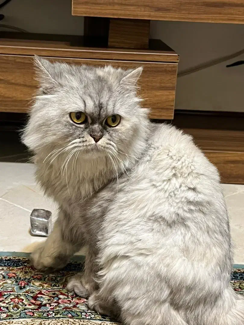 پرشین کلاسیک|گربه|پرند, فاز ۴|دیوار