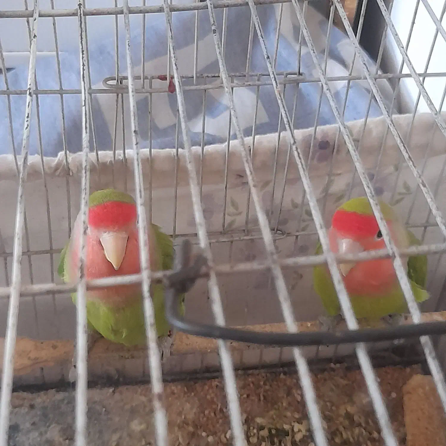 جفت طوطی مولد|پرنده|اندیمشک, |دیوار