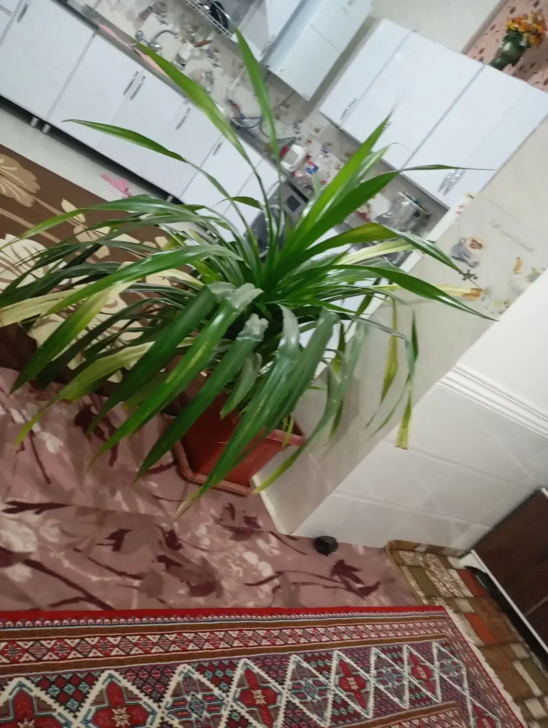 گل بزرگ|گل و گیاه طبیعی|خرامه, |دیوار