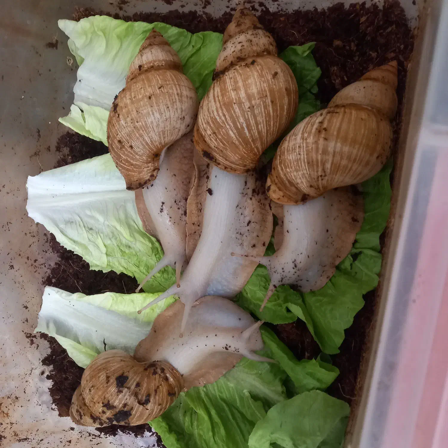 حلزون های سوپرمولد|خزنده|ری, شهادت|دیوار