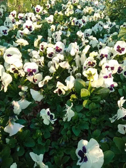 گل بنفشه|گل و گیاه طبیعی|ری, بازار گل خاوران|دیوار