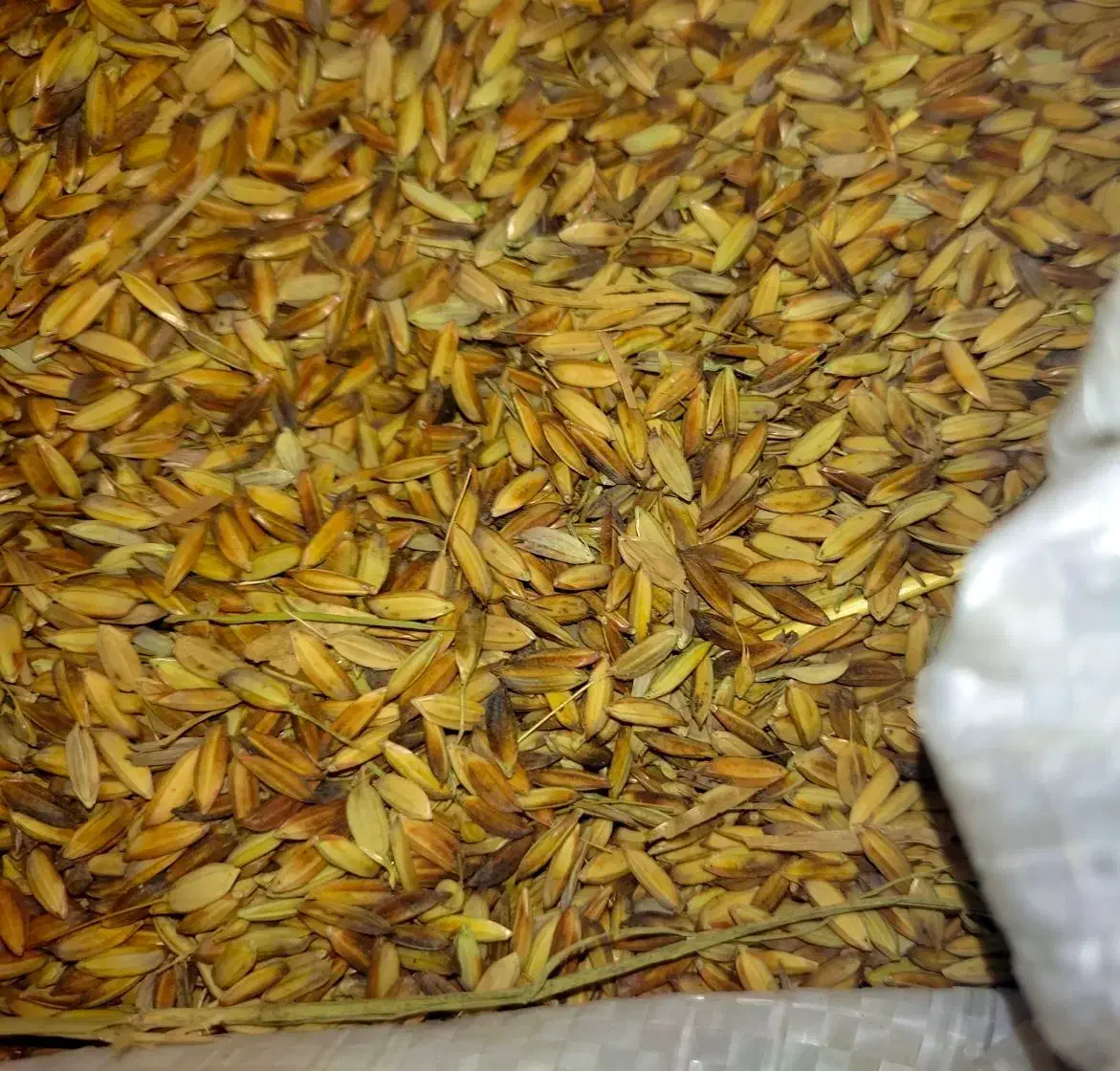 شلتوک|عمده‌فروشی|اهواز, امانیه|دیوار