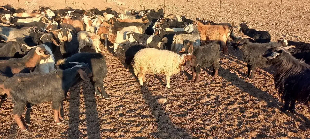 فروش چند راس بز|حیوانات مزرعه|آبدانان, |دیوار