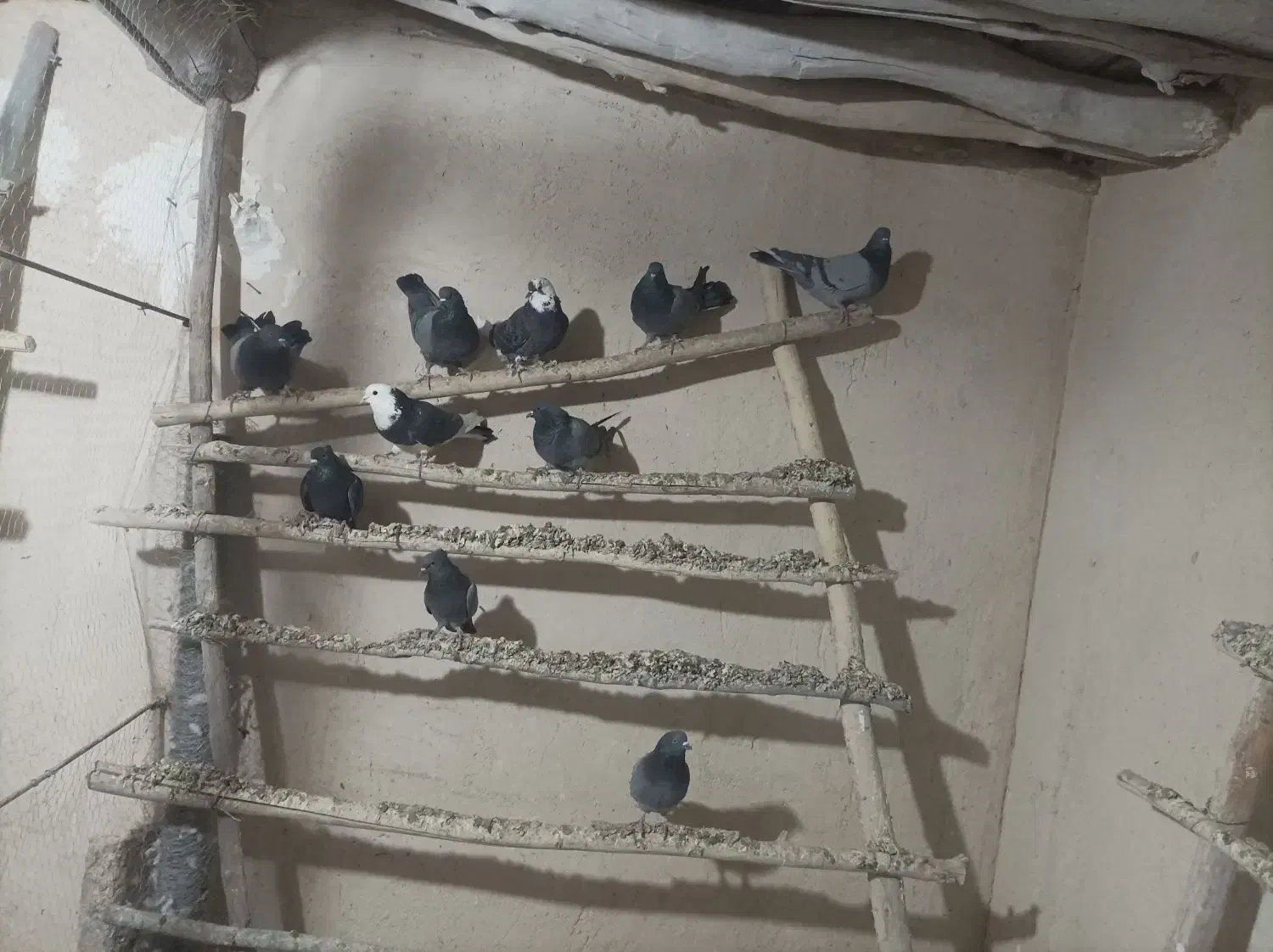 کفتر|پرنده|سردرود, |دیوار