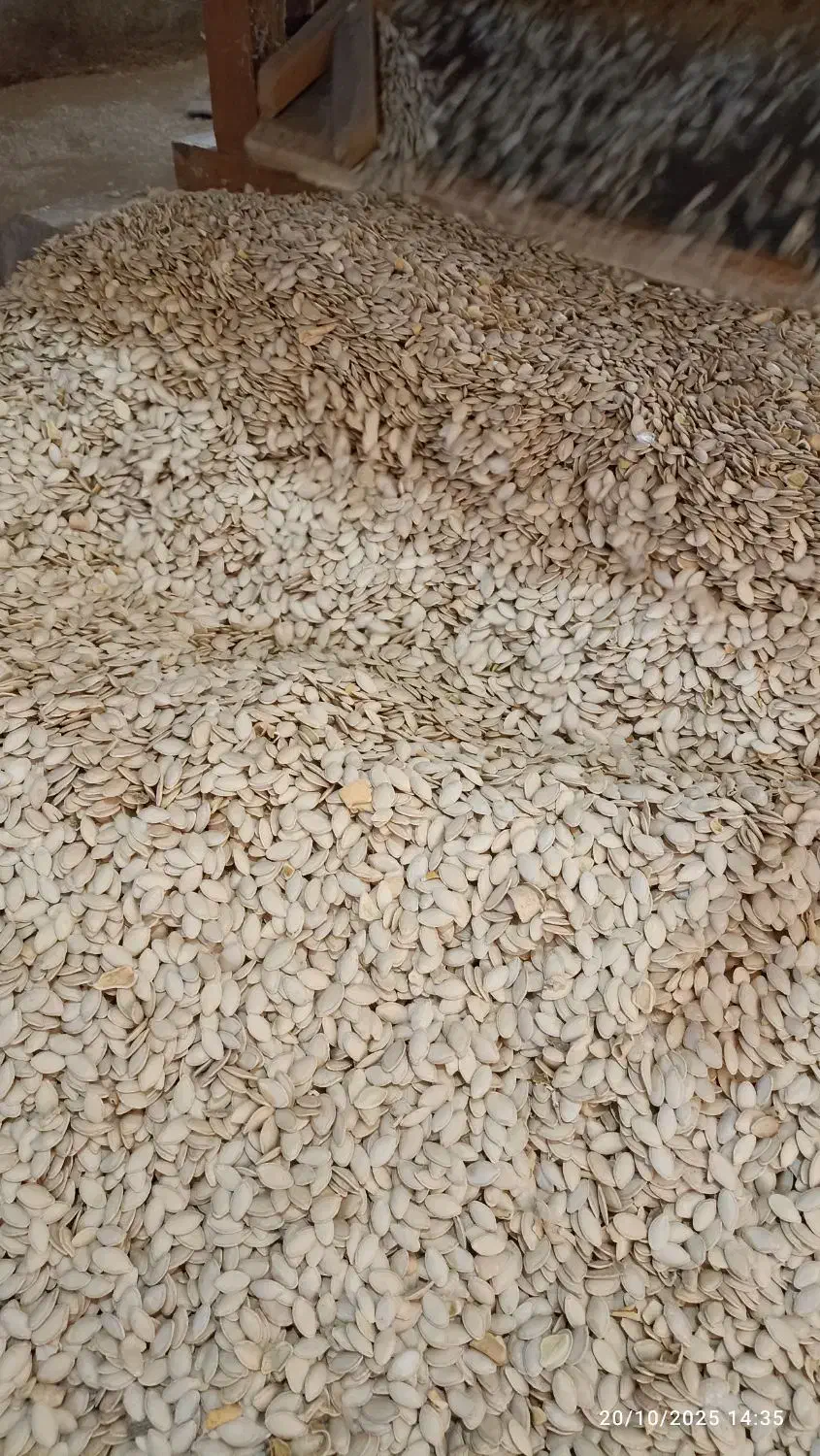 تخمه کدو خارجی|خوردنی و آشامیدنی|هشترود, |دیوار