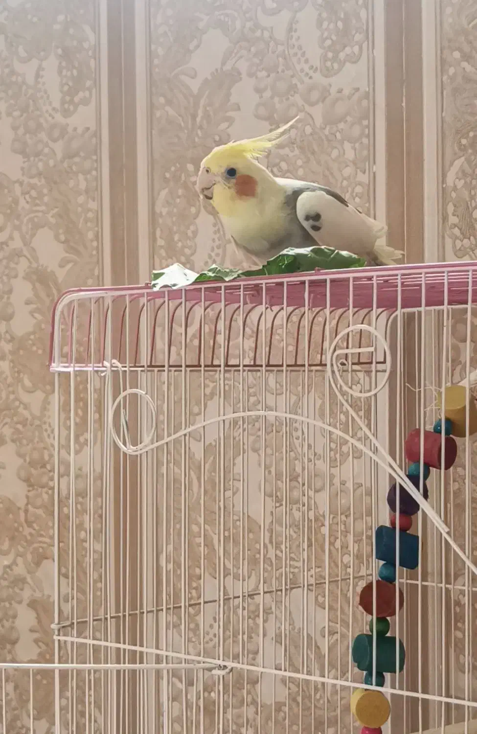 عروس هلندی گم شده کسی پیدا کرد مژدگانی دارد|پرنده|کهنوج, |دیوار