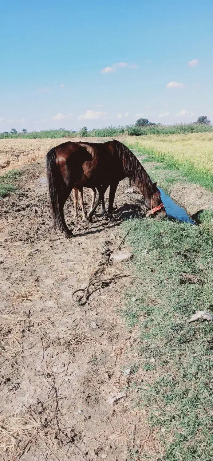 ماده یان وکره|اسب و تجهیزات اسبسواری|گرگان, |دیوار