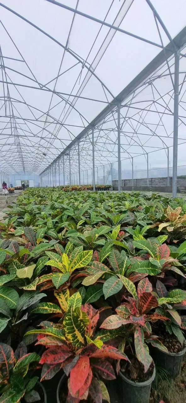 مشاوره و ساخت گلخانه های صنعتی|خدمات پیشه و مهارت|اراک, |دیوار