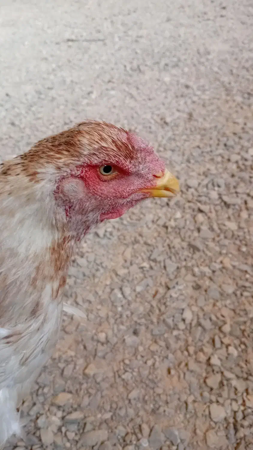 مرغ لاری درجه ۱ نسل قدیم|حیوانات مزرعه|ممقان, |دیوار