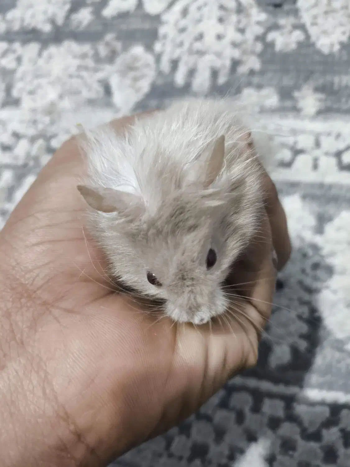 همستر بازی گوش|موش و خرگوش|بندرعباس, |دیوار