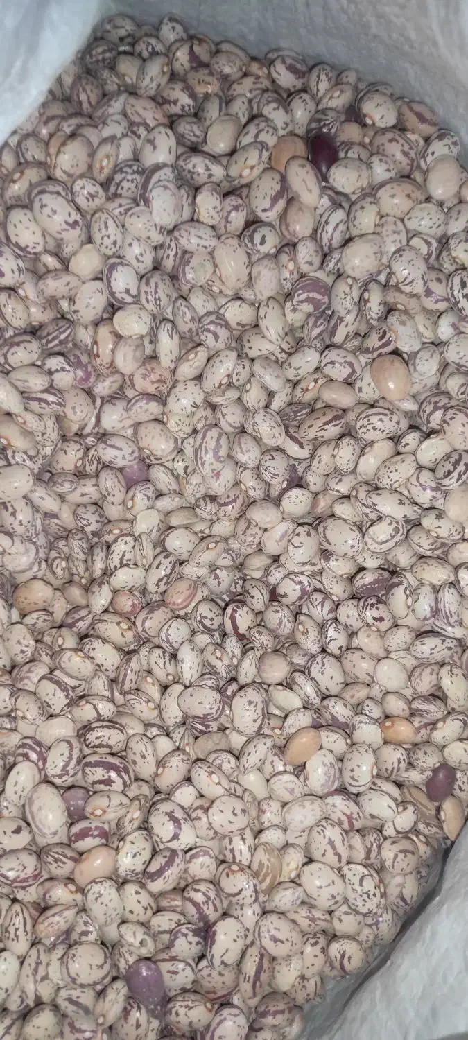 فروش لوبیا چیتی و قرمز|عمدهفروشی|مرودشت, رودبال|دیوار