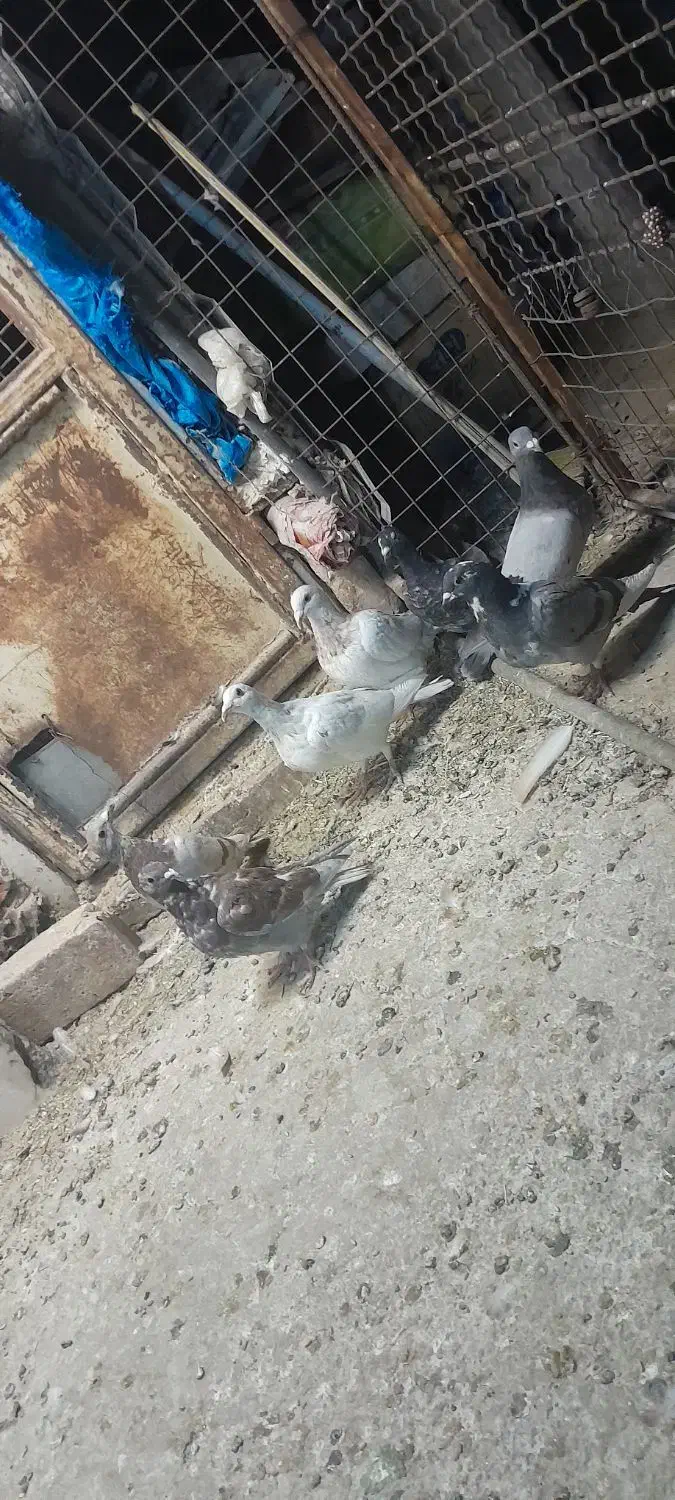 کفتر جوونه نر|پرنده|جلگه ماژان, |دیوار