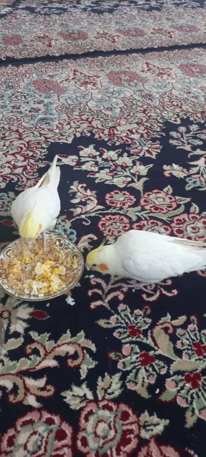 عروس هلندی نرو ماده ده ماهه|پرنده|هشتگرد, خور|دیوار