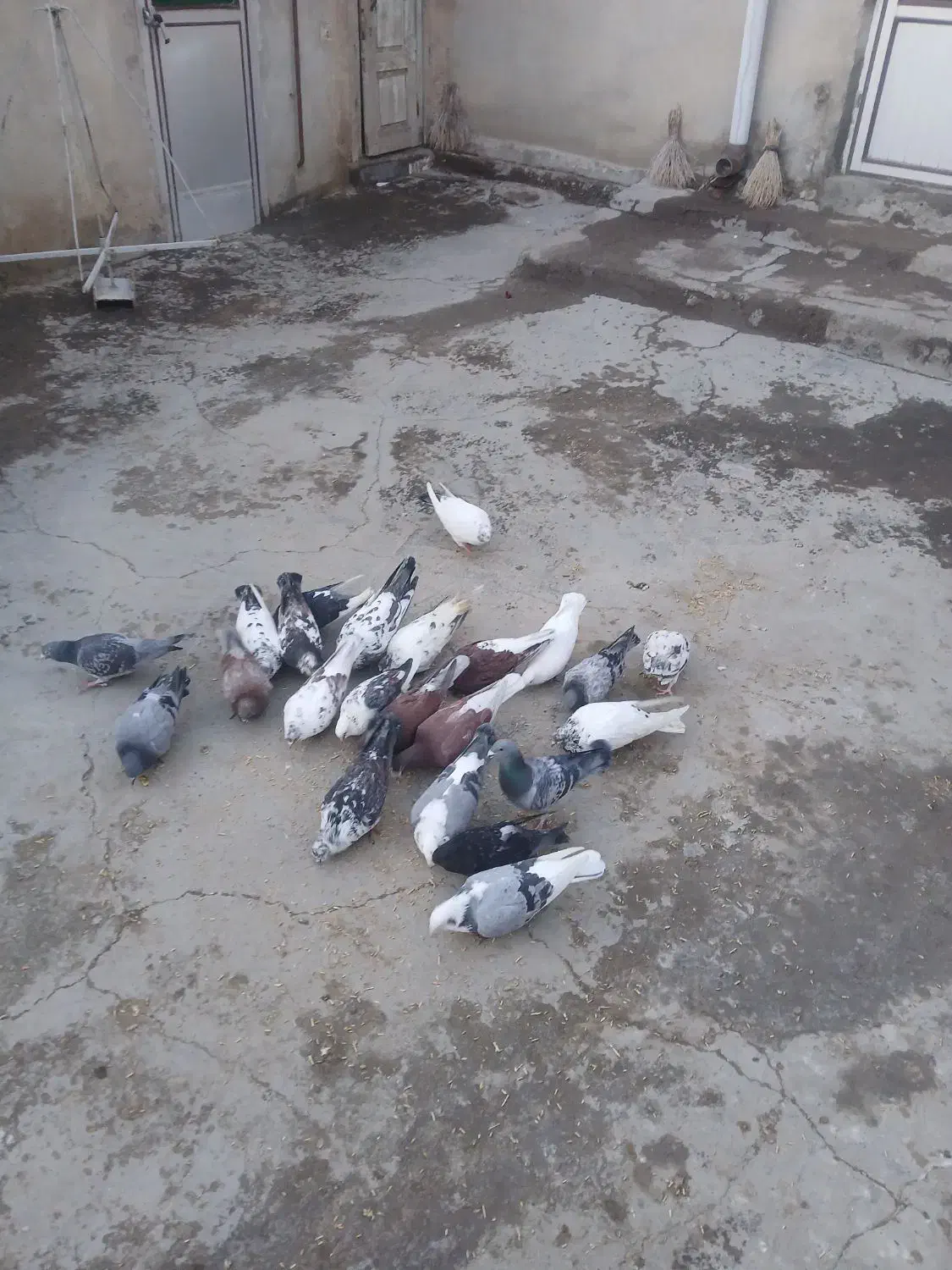 کبوتر پرشی|پرنده|هریس, |دیوار