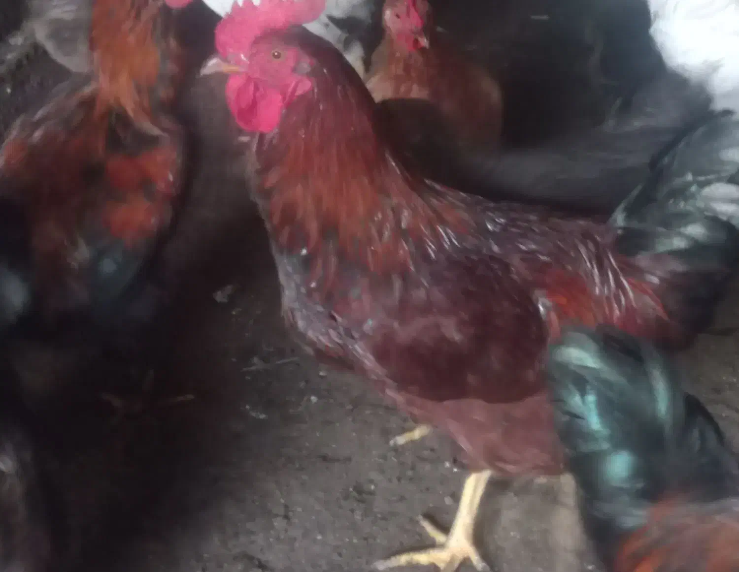 خروس محلی بزرگ|حیوانات مزرعه|رضوانشهر, |دیوار