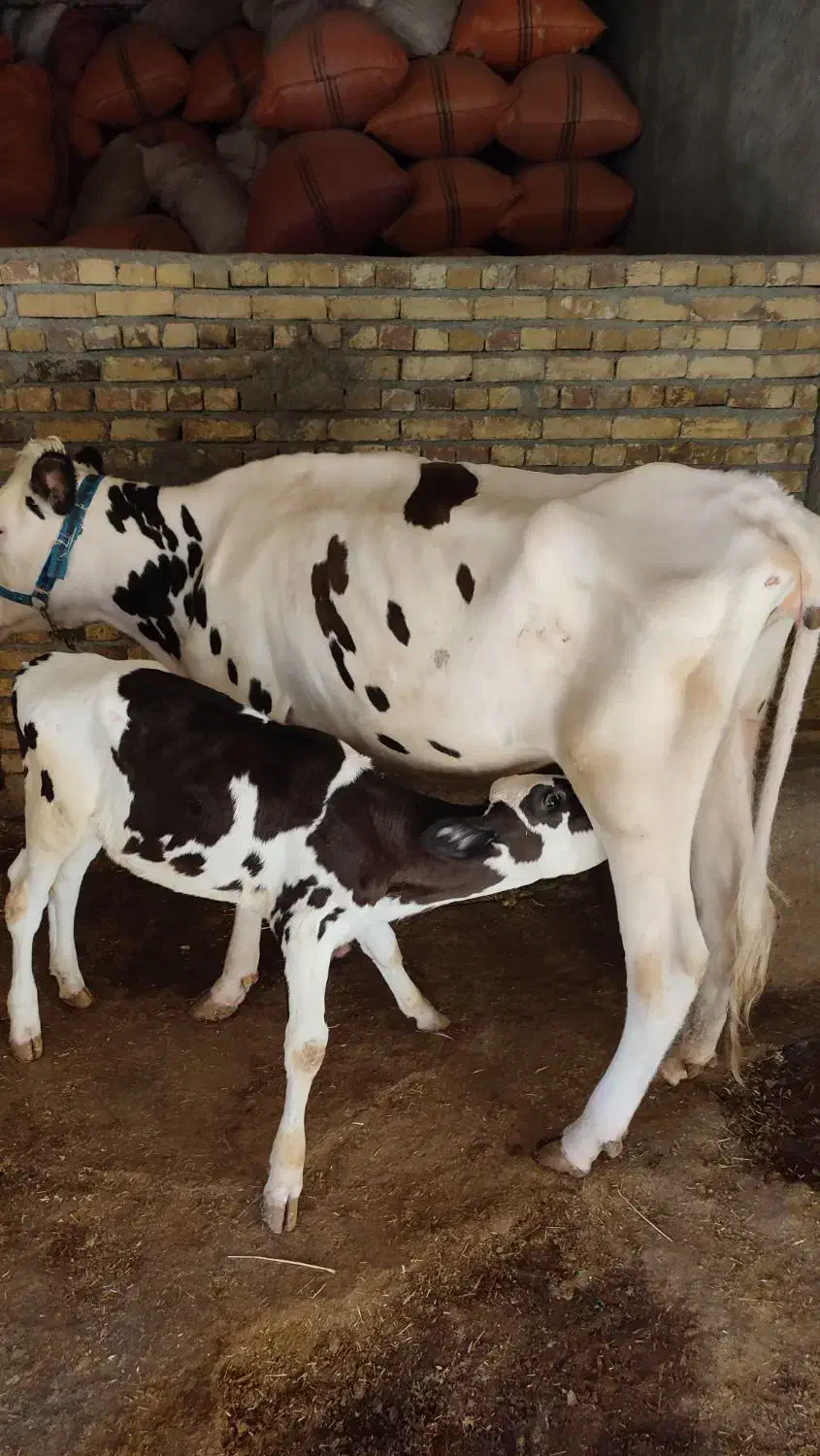 گاو و گوساله|حیوانات مزرعه|بیلوار, |دیوار