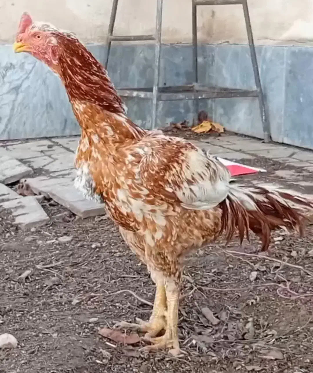 خروس لاری|حیوانات مزرعه|قصابه, |دیوار