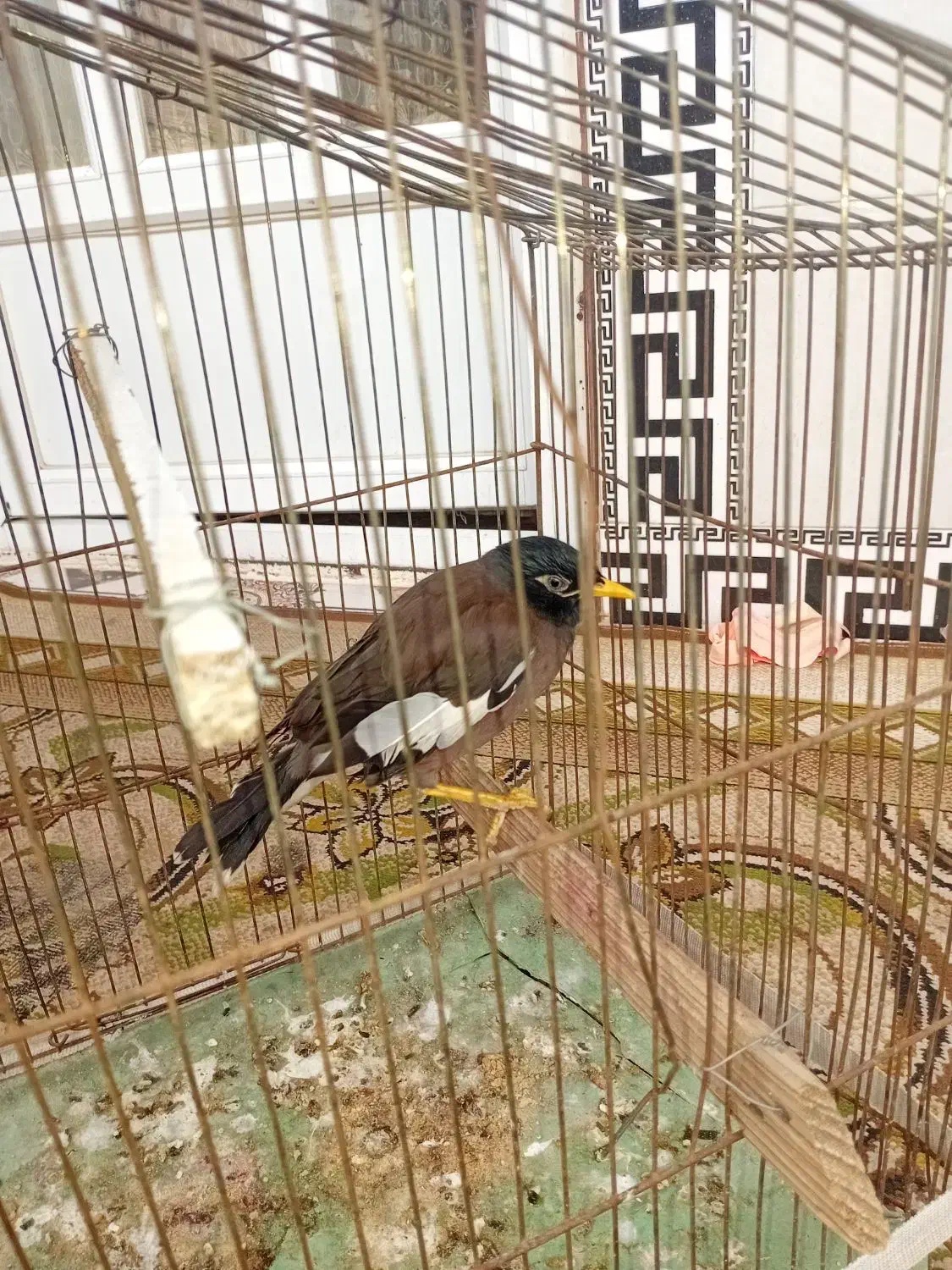 یک مینای دستی|پرنده|سرخنکلاته, |دیوار