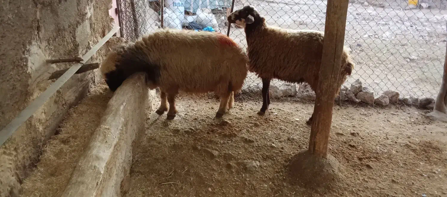 دو عدد گوسفند سرحال سالم|حیوانات مزرعه|شباب, |دیوار